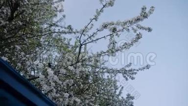 春天一棵美丽的开花苹果树的<strong>总图</strong>.. 美丽的树映衬着蓝天。